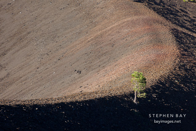Pine tree growing on the curve of crater at Cinder Cone. Lassen NP, California.