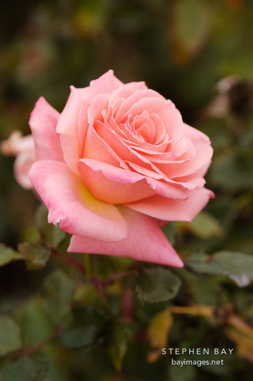 Rose, Bill Warriner.