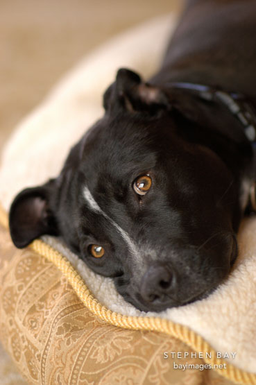 Chiqui rests on her bed. She is a mixed dog with Labrador retriever and American Pit Bull Terrier ancestry.