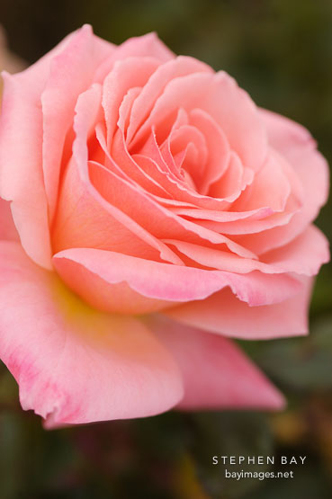 Rose, Bill Warriner.