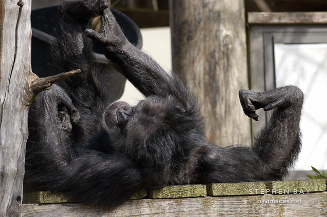 Chimpanzee, Pan troglodytes.