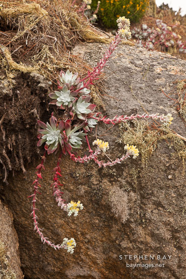 Dudleya farinosa succulent growing on the coastal bluffs. Point Lobos, California