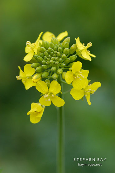 Brassica rapa, field mustard. Arastradero Preserve. Palo Alto, California, USA.