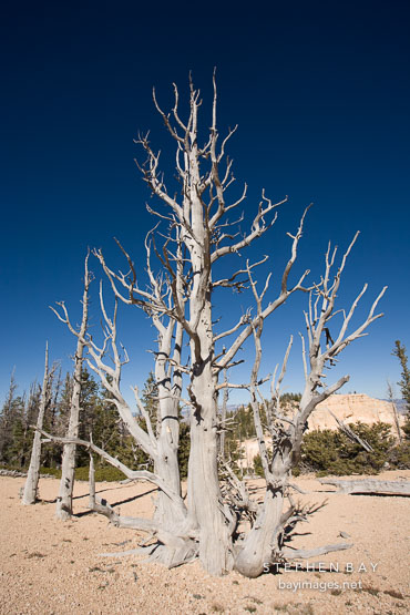 Bristlecone pine near Rainbow Point. Bryce Canyon NP, Utah.