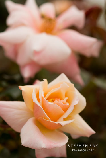 Rose, Chanelle.