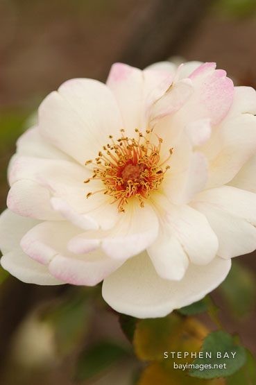 Rose, Fruhlingsduft W. Kordes Sohne. Hybrid spinosissima.