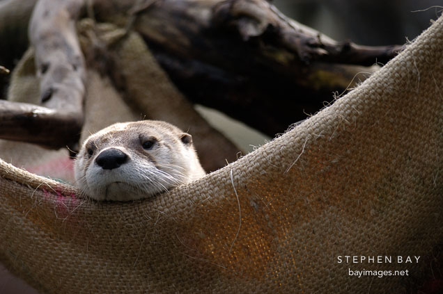 North American River Otter. Lutra canadensis. Male.