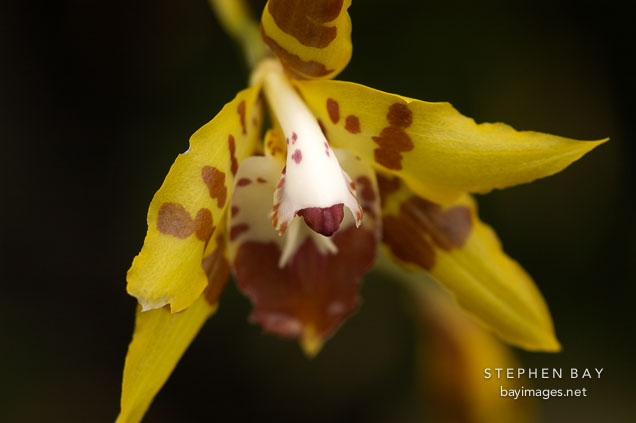 Orchid. Orchidaceae.