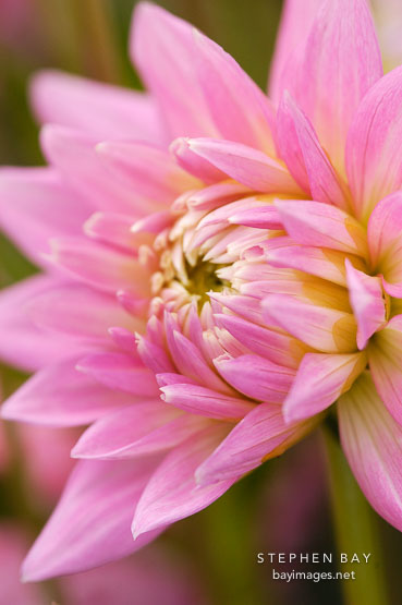 Dahlia