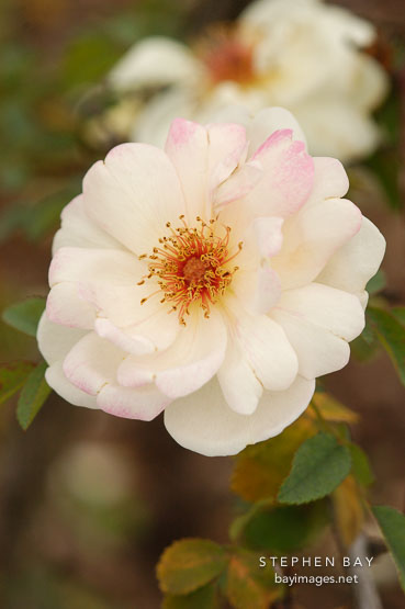 Fruhlingsduft W. Kordes Sohne. Hybrid spinosissima.