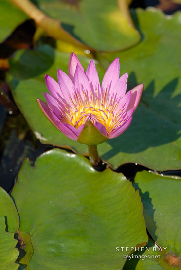 Flowering lily pad. Chi Lin Nunnery. Hong Kong.