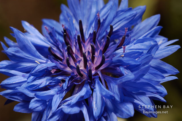 Bachelor's Button. Centaurea cyanus.