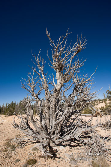 Bristlecone pine on the rocky ground near Rainbow Point. Bryce Canyon NP, Utah.