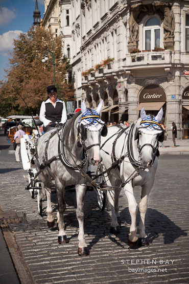 Horses and carriage. Prague, Czech Republic.