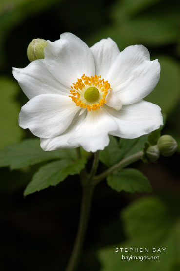 Japanese windflower. Anemone X Hybrida, syn. A. hupehensis var. japonica.