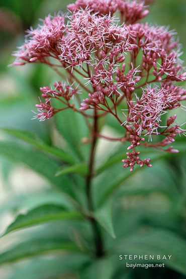 Joe Pye Weed. Eupatorium fistulosum.