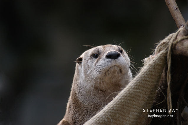 North American River Otter. Lutra canadensis. Male.