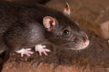 Brown self rat. - Photo #5900