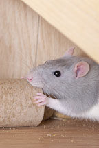 Belly, a blue hooded rat chews on a cardboard tube. - Photo #4900