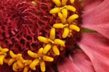 Zinnia elegans. - Photo #4501