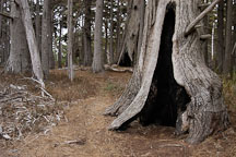 Hollowed tree. Monterey cypress grove. 17-Mile drive, California, USA. - Photo #4801