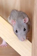 Belly, a male blue hooded pet rat. - Photo #4901