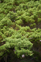 Monterey cypress, Cupressus macrocarpa. 17-Mile drive, California, USA. - Photo #4811