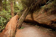 Path on the Simpson-Reed discovery trail. Jedediah Smith Redwood State Park, California. - Photo #28811
