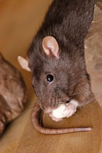 Brown self rat eating a treat. - Photo #5912