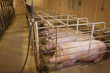 Sows in gestation stalls. ISU Swine Farm. Ames, Iowa. - Photo #32213
