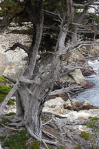 Monterey cypress, Cupressus macrocarpa. 17-Mile drive, California, USA. - Photo #4815