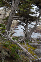 Monterey cypress, Cupressus macrocarpa. 17-Mile drive, California, USA. - Photo #4817