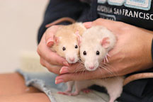 Two pet rats. The Wonderful World of Rats, San Mateo, California, USA. - Photo #6017