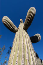 Saguaro Cactus, Cereus giganteus - Photo #5318