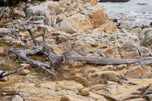 Rocky shoreline, 17-Mile drive, California, USA. - Photo #4818