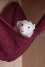 Salty, a white Dalmatian pet rat, peers out of his hammock. - Photo #4918