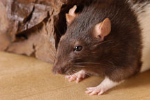 Audrey, a brown hooded rat. - Photo #5902