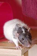 Spazimodo, a dumbo pet rat. - Photo #4902