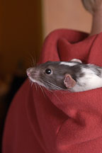 Spazimodo, a dumbo pet rat rests in his owner's hood. - Photo #4920