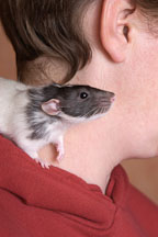 Spazimodo sits on his owner's shoulder ready for action. - Photo #4923