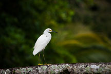 Snowy Egret, Egretta thula. Tortuguero National Park, Costa Rica. - Photo #13923