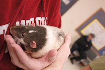 A male rat being held. The Wonderful World of Rats, San Mateo, California, USA. - Photo #6024