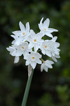 Narcissus papyraceus, Paperwhite Daffodil. - Photo #2424