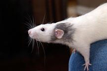 Pepper stretches on his owner's knee. - Photo #4924