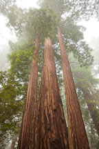 Towering redwoods. Redwood NP, California. - Photo #28826