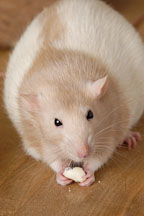Beige hooded rat eating a treat. - Photo #5927