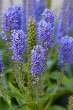 Veronica spicata 'Blue Charm'. Spiked Speedwell. - Photo #1328