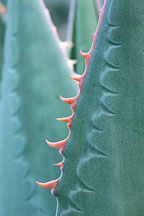 Agave teeth imprint. - Photo #703