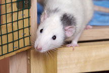 White pet rat looks outside of his cage. - Photo #4903