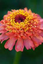 Zinnia elegans. - Photo #4403